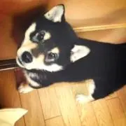 gom