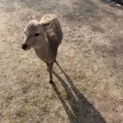 りんごかじりむし