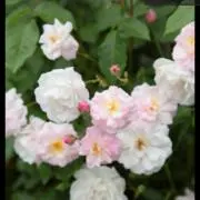 ノアゼット