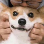 ヨシヒコの画像