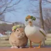cccの画像