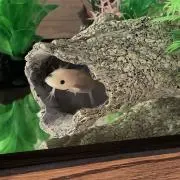 Kgの画像