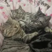 そら＊猫いますの画像