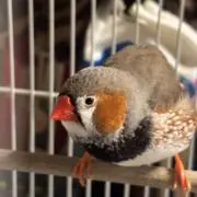 まっちゃの画像