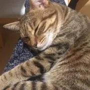 キャメルクロージング