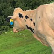 ちょ