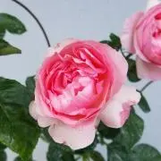 ひまわり