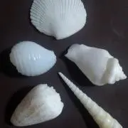 あんみたんの画像