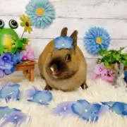 むーの画像