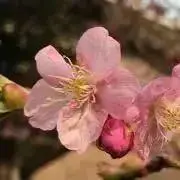 mkの画像