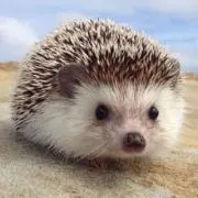 ハリネズミーの画像