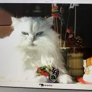 SHANTIの画像