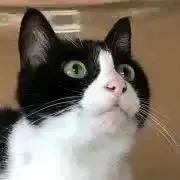 くーれん
