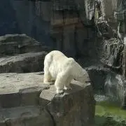 しろくまの画像