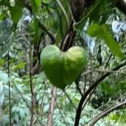 ひらりんの画像