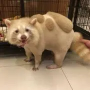 jokerの画像