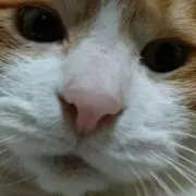 奈津子