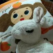 チャチャの画像