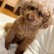マーチン