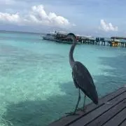 am