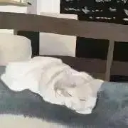 あっかりん【購入時コメント不要】の画像