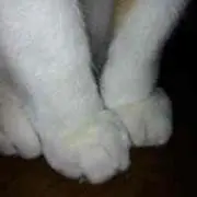 もふ
