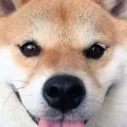 てーる