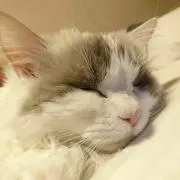 あんぱんの画像