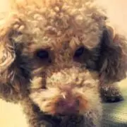 しゅんり