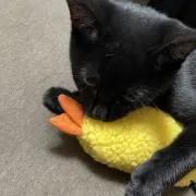 mrmy✳︎猫有✳︎プロフ必読の画像
