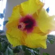 マロンの画像