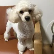 マァクウ
