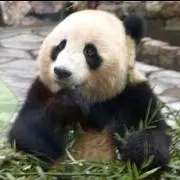 ★PANDA★