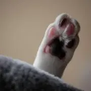 かあもの画像
