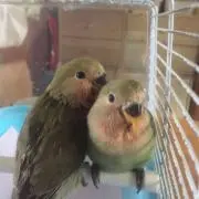 ショウ