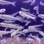 シャケの画像