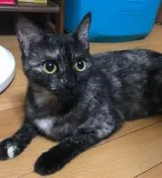 アイボンの画像