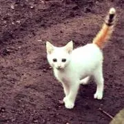 白猫の画像