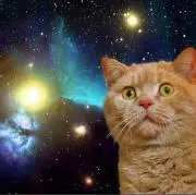 宇宙猫の画像