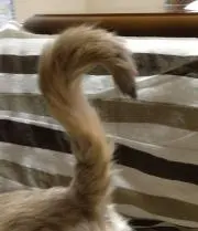 さやの画像