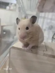 ちょもちの画像