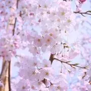彩桜の画像