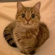 nakakenの画像