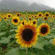 wakanaの画像