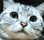 アメリカンカントリー ミシンキルト 110x110センチ アメリカンカントリー ミシンキルト 110x110センチ