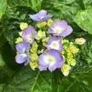 matiko【匿名発送】の画像