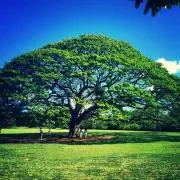 Tmの画像