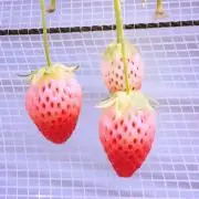 リトの画像