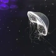 水色シャンプーの画像
