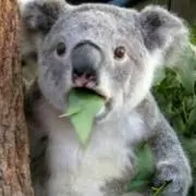 Pierre Koala